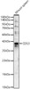 Western blot analysis of Mouse spleen, using CD53 Rabbit pAb (CAB24527) at 1:800 dilution. Secondary antibody: HRP Goat Anti-Rabbit IgG (H+L) at 1:10000 dilution. Lysates/proteins: 25ug per lane. Blocking buffer: 3% nonfat dry milk in TBST.