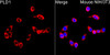 Immunofluorescence analysis of NIH/3T3 cells using PLD1 Rabbit pAb (CAB24528) at dilution of 1:100 (40x lens). Blue: DAPI for nuclear staining.