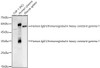 Western blot analysis of various lysates, using Human IgG1/Immunoglobulin heavy constant gamma 1 Rabbit pAb (CAB24654) at 1:800 dilution. Secondary antibody: HRP Goat Anti-Rabbit IgG (H+L) at 1:10000 dilution. Lysates/proteins: 25ug per lane. Blocking buffer: 3% nonfat dry milk in TBST.