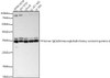 Western blot analysis of various lysates, using Human IgG4/Immunoglobulin heavy constant gamma 4 Rabbit pAb (CAB24655) at 1:1000 dilution. Secondary antibody: HRP Goat Anti-Rabbit IgG (H+L) at 1:10000 dilution. Lysates/proteins: 25ug per lane. Blocking buffer: 3% nonfat dry milk in TBST.