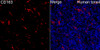 Immunofluorescence analysis of paraffin-embedded human tonsil using CD163 Rabbit pAb (CAB24841) at dilution of 1:100 (40x lens). Secondary antibody: Cy3 Goat Anti-Rabbit IgG (H+L) (AS007) at 1:500 dilution. Blue: DAPI for nuclear staining. Perform high pressure antigen retrieval with 0. 01M citrate buffer (pH 6. 0) prior to IF staining.