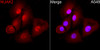 Immunofluorescence analysis of A-549 cells using NUAK2 Rabbit pAb (CAB24853) at dilution of 1:200 (40x lens). Secondary antibody: Cy3 Goat Anti-Rabbit IgG (H+L) (AS007) at 1:500 dilution. Blue: DAPI for nuclear staining.