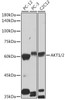 Western blot analysis of extracts of various cell lines, using AKT1/2 antibody (CAB2696) at 1:1000 dilution. Secondary antibody: HRP Goat Anti-Rabbit IgG (H+L) at 1:10000 dilution. Lysates/proteins: 25μg per lane. Blocking buffer: 3% nonfat dry milk in TBST.