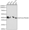 Western blot analysis of extracts of various cell lines, using AKT1S1/AKT1S1/PRAS40 Rabbit mAb (CAB3391) at 1:1000 dilution. Secondary antibody: HRP Goat Anti-Rabbit IgG (H+L) at 1:10000 dilution. Lysates/proteins: 25μg per lane. Blocking buffer: 3% nonfat dry milk in TBST.