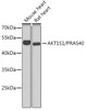 Western blot analysis of extracts of various cell lines, using AKT1S1/PRAS40 antibody (CAB6238) at 1:1000 dilution. Secondary antibody: HRP Goat Anti-Rabbit IgG (H+L) at 1:10000 dilution. Lysates/proteins: 25μg per lane. Blocking buffer: 3% nonfat dry milk in TBST.