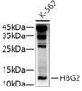 Western blot analysis of extracts of K-562 cells, using HBG2 antibody (CAB7683) at 1:500 dilution. Secondary antibody: HRP Goat Anti-Rabbit IgG (H+L) at 1:10000 dilution. Lysates/proteins: 25μg per lane. Blocking buffer: 3% nonfat dry milk in TBST.