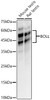 Western blot analysis of various lysates, using BOLL Rabbit pAb (CAB8255) at 1:500 dilution. Secondary antibody: HRP Goat Anti-Rabbit IgG (H+L) at 1:10000 dilution. Lysates/proteins: 25μg per lane. Blocking buffer: 3% nonfat dry milk in TBST.