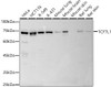 Western blot analysis of extracts of various cell lines, using TCF7L1 antibody (CAB9006) at 1:1000 dilution. Secondary antibody: HRP Goat Anti-Rabbit IgG (H+L) at 1:10000 dilution. Lysates/proteins: 25μg per lane. Blocking buffer: 3% nonfat dry milk in TBST.