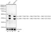 Western blot analysis of various lysates, using Phospho-JNK1-T183/Y185 + JNK2-T183/Y185 + JNK3-T221/Y223 antibody (CABP1337) at1:2000 dilution. 293T and NIH/3T3 cells were treated by UV at room temperature for 15-30 minutes. Secondary antibody: HRP Goat Anti-Rabbit IgG (H+L) at 1:10000 dilution. Lysates/proteins: 25μg per lane. Blocking buffer: 3% nonfat dry milk in TBST.