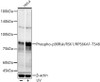 Western blot analysis of HeLa, using Phospho-p90Rsk/RSK1/RPS6KA1-T348 antibody (CABP1397) at 1:600 dilution. Secondary antibody: HRP Goat Anti-Rabbit IgG (H+L) at 1:10000 dilution. Lysates/proteins: 25μg per lane. Blocking buffer: 3% nonfat dry milk in TBST.