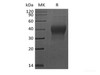 Recombinant Human PDCD1/PD-1/CD279 (C-6His-Avi) Biotinylated