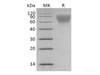Recombinant Human Hematopoietic progenitor cell antigen CD34/CD34 (C-6His)