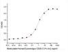 Recombinant Human/Cynomolyus CD28/TP44 (C-Fc-Avi) Biotinylated