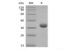 Recombinant Human Butyrophilin Subfamily 3 Member A2/BTN3A2 (C-6His-Avi) Biotinylated