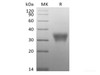 Recombinant Human CD7/Leu-9 (C-6His-Avi) Biotinylated