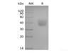 Recombinant Human SLAM Family Member 6/SLAMF6/CD352/NTB-A (C-6His-Avi) Biotinylated