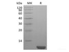 Recombinant Human NEDD8
