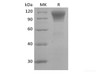 Recombinant Human CD45R0 (C-6His)