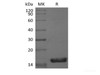Recombinant Mouse Interleukin-36 gamma/IL-36 gamma/IL-1F9