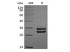 Recombinant Sheep Prolactin/PRL (C-6His)