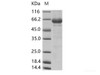 Cox A16 (strain G-10) VP1 Recombinant Protein (Fc Tag)