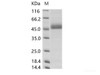 DENV (type 4, strain Philippines/H241/1956) NS1 Recombinant Protein (His Tag)