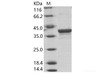 EBOV (subtype Bundibugyo, strain Uganda 2007) VP40 / Matrix Recombinant Protein VP40 Recombinant Protein (His Tag)