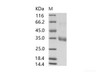 MERS-CoV Spike/RBD Recombinant Protein fragment (RBD, aa 367-606, His Tag)