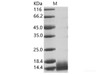 WNV (lineage 1, strain NY99) E / Envelope Recombinant Protein (Domain III, His Tag)