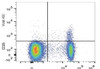 GenieFluor Violet 450 Anti-Mouse CD25 Antibody [PC-61.5.3] (AGEL2970)