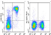 PE Anti-Mouse CD90 Antibody [M5/49.4.1] (AGEL3135)