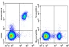 GenieFluor Violet 450 Anti-Human CD20 Antibody [2H7] (AGEL3090)