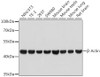 β-Actin Rabbit Monoclonal Antibody (High Dilution) (CABC026)