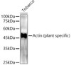 Actin (plant specific) Rabbit Polyclonal Antibody (CABC022)