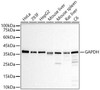 GAPDH Rabbit Monoclonal Antibody (CAB19056)