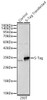 S-Tag Rabbit Polyclonal Antibody (CAB24465)