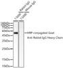 HRP-conjugated Goat anti-Rabbit IgG Heavy Chain (CABS063)