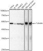 α-Tubulin Rabbit Polyclonal Antibody (CABC031)
