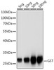 Rabbit anti GST-Tag Polyclonal Antibody (CABE006)
