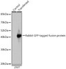 Rabbit anti GFP-Tag Polyclonal Antibody (CABE011)