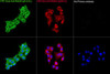 FITC-conjugated Goat anti-Rabbit IgG (H+L) (CABS011)
