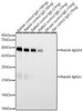 Goat Anti-Rabbit IgG(H+L) (CABS070)