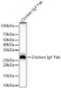 Rabbit Anti-Chicken IgY Fab (CABS088)