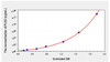 Human PLS3 (Plastin 3) ELISA Kit (AEKE00027)