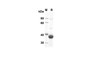 Recombinant Human FGF4 Protein(Trx Tag) (RPES8004)