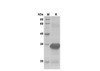 Recombinant Rat CCL2/JE/MCP-1 Protein(Trx Tag) (RPES8251)