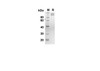 Recombinant Human MAG Protein(Fc Tag) (RPES8277)