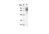 Recombinant Mouse CD48 Protein (Fc Tag) (RPES8407)