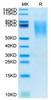Biotinylated Recombinant Human MUC-16/CA125 Protein (RPCB0004)