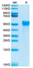 Biotinylated Recombinant Human NKAT-6/KIR2DL2/CD158b1 Protein (RPCB0009)
